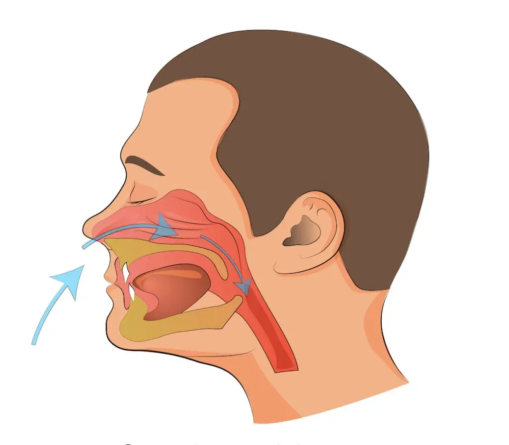 Side view diagram of a human head showing airflow through the nasal and oral passages during breathing, with arrows indicating the direction of air movement in Jacksonville, FL.